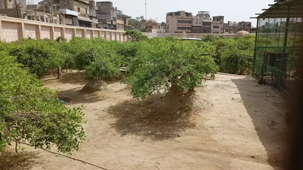 Nidhivan Sacred Grove in Vrindavan