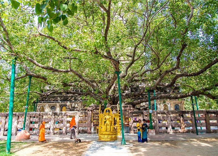 Bodhi Tree in Bodh Gaya, sacred Peepal tree where Lord Buddha attained enlightenment 